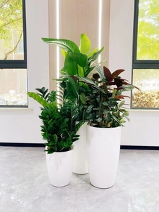 热门！杭州湾花木租摆设计的独特魅力所在